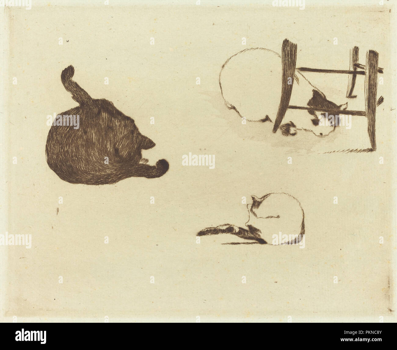 I gatti (Les chat). Data: 1869. Medio: l'attacco. Museo: National Gallery of Art di Washington DC. Autore: Edouard Manet. Foto Stock