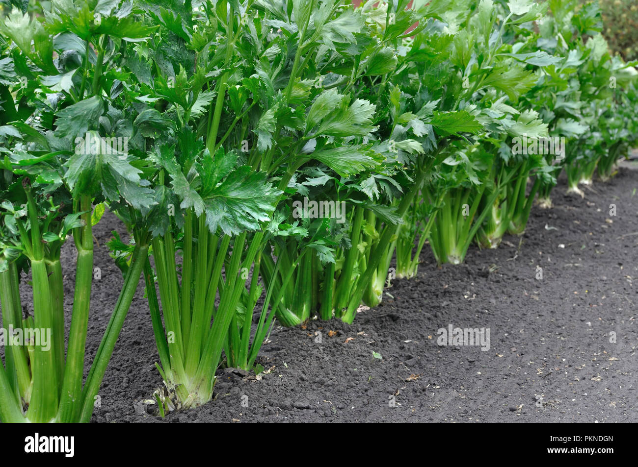 Close-up di sedano plantation (foglie) vegetali nel giardino vegetale Foto Stock