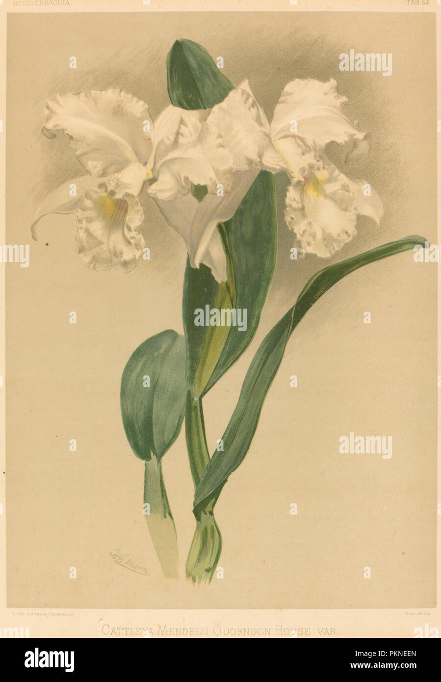 Cattleya Mendelii Quorndon casa Var. Medium: Litografia a colori. Museo: National Gallery of Art di Washington DC. Autore: Gustav Leutzsch dopo Henry George luna. Foto Stock