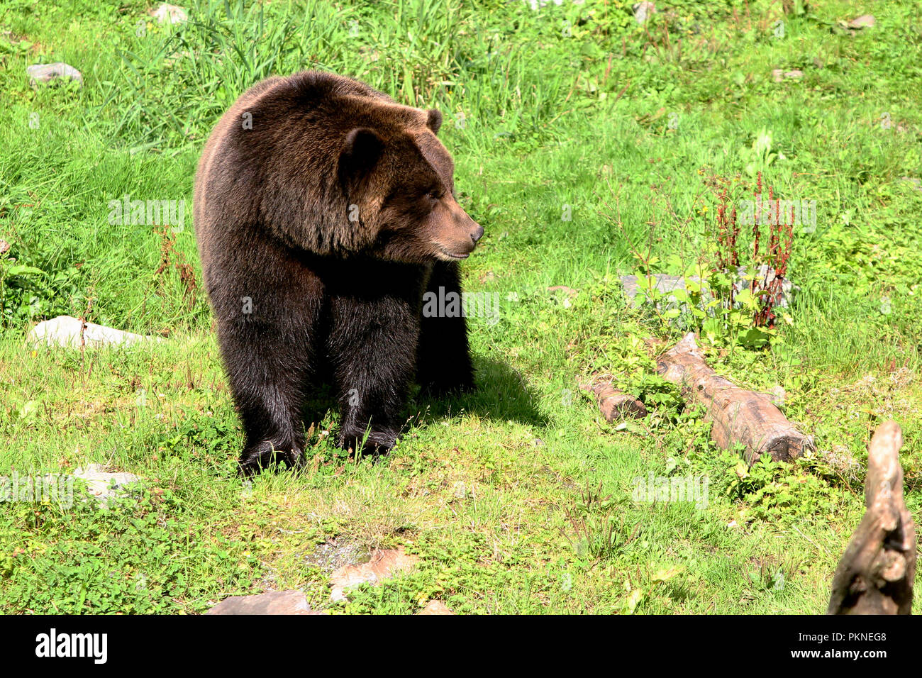 Orso bruno controlla un prato Foto Stock