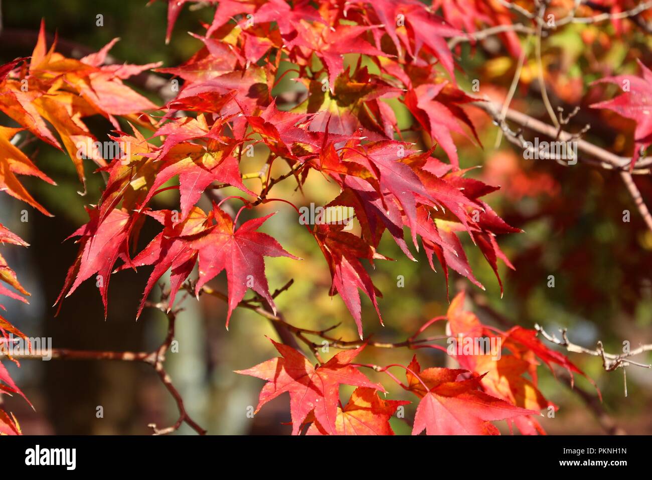 Il fogliame di autunno in Giappone - rosso momiji foglie (acero) in Kyoto. Foto Stock