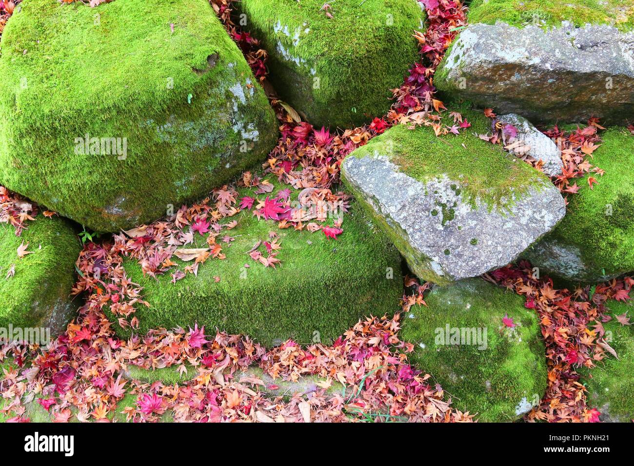 Foglie di autunno in Giappone - rosso momiji foglie (acero) in Kyoto. Foto Stock