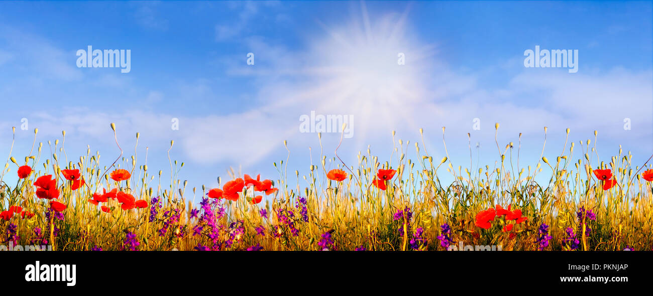 Panorama con papaveri su un campo di Sun Foto Stock