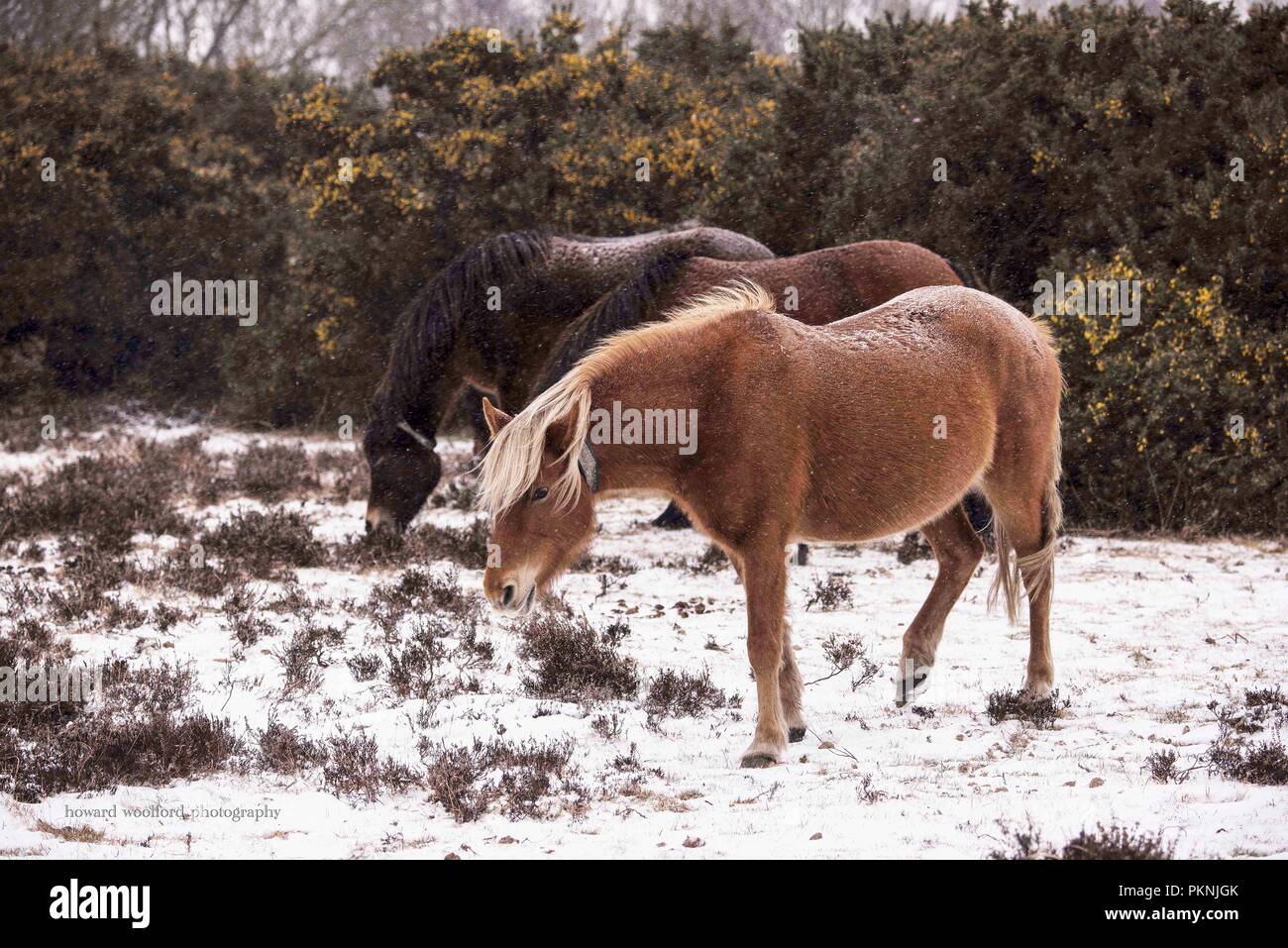 New Forest Pony nella neve Marzo 2018 Foto Stock