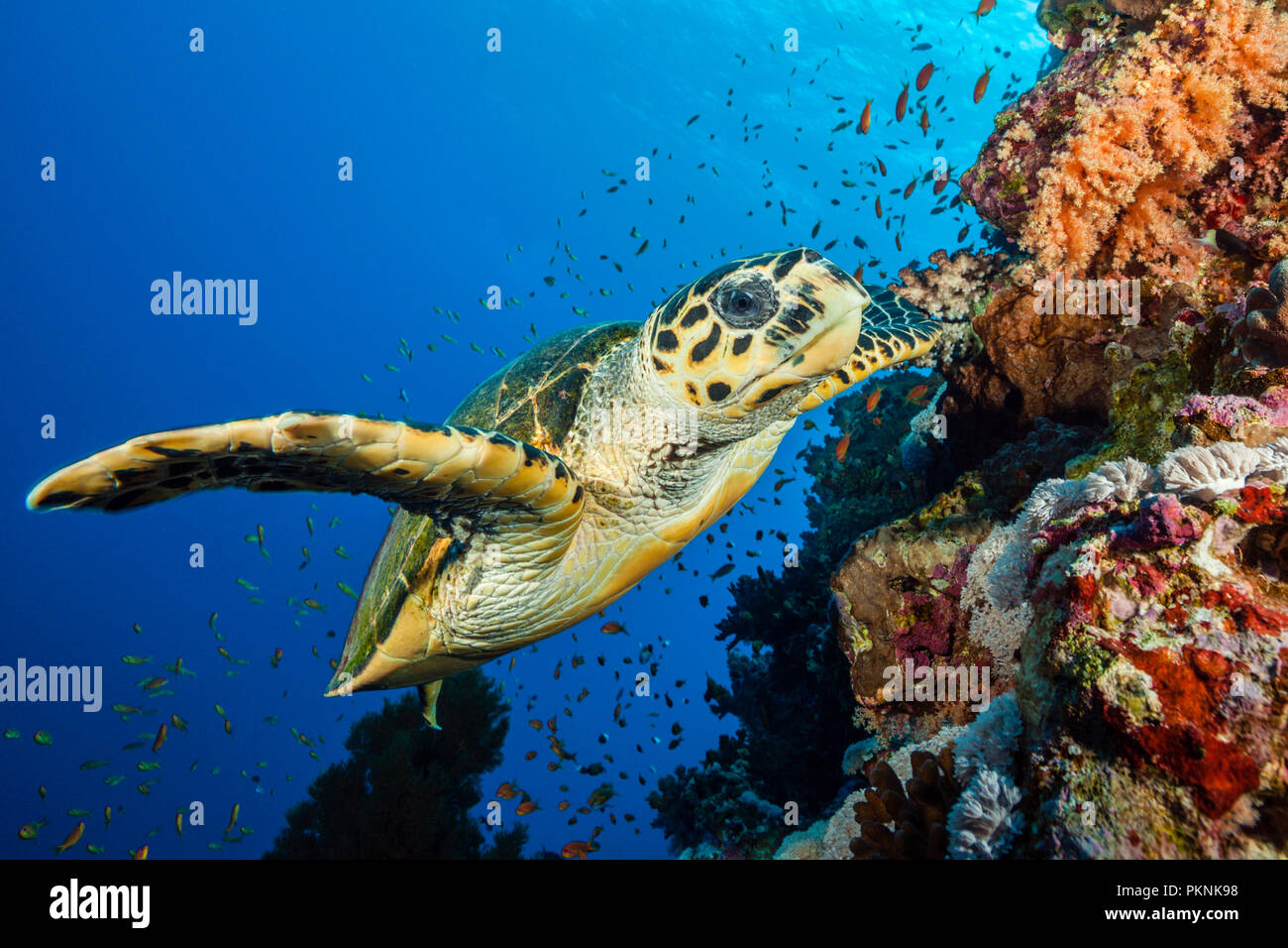 Hawksbill Tartarughe Marine, Eretmochelys imbricata, fratello isole, Mar Rosso, Egitto Foto Stock