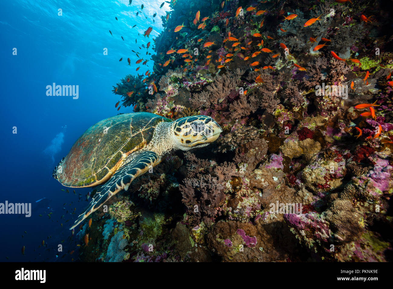 Hawksbill Tartarughe Marine, Eretmochelys imbricata, fratello isole, Mar Rosso, Egitto Foto Stock