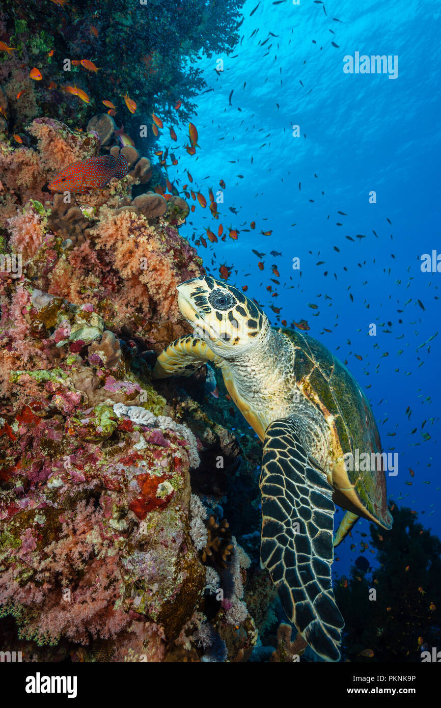 Hawksbill Tartarughe Marine, Eretmochelys imbricata, fratello isole, Mar Rosso, Egitto Foto Stock