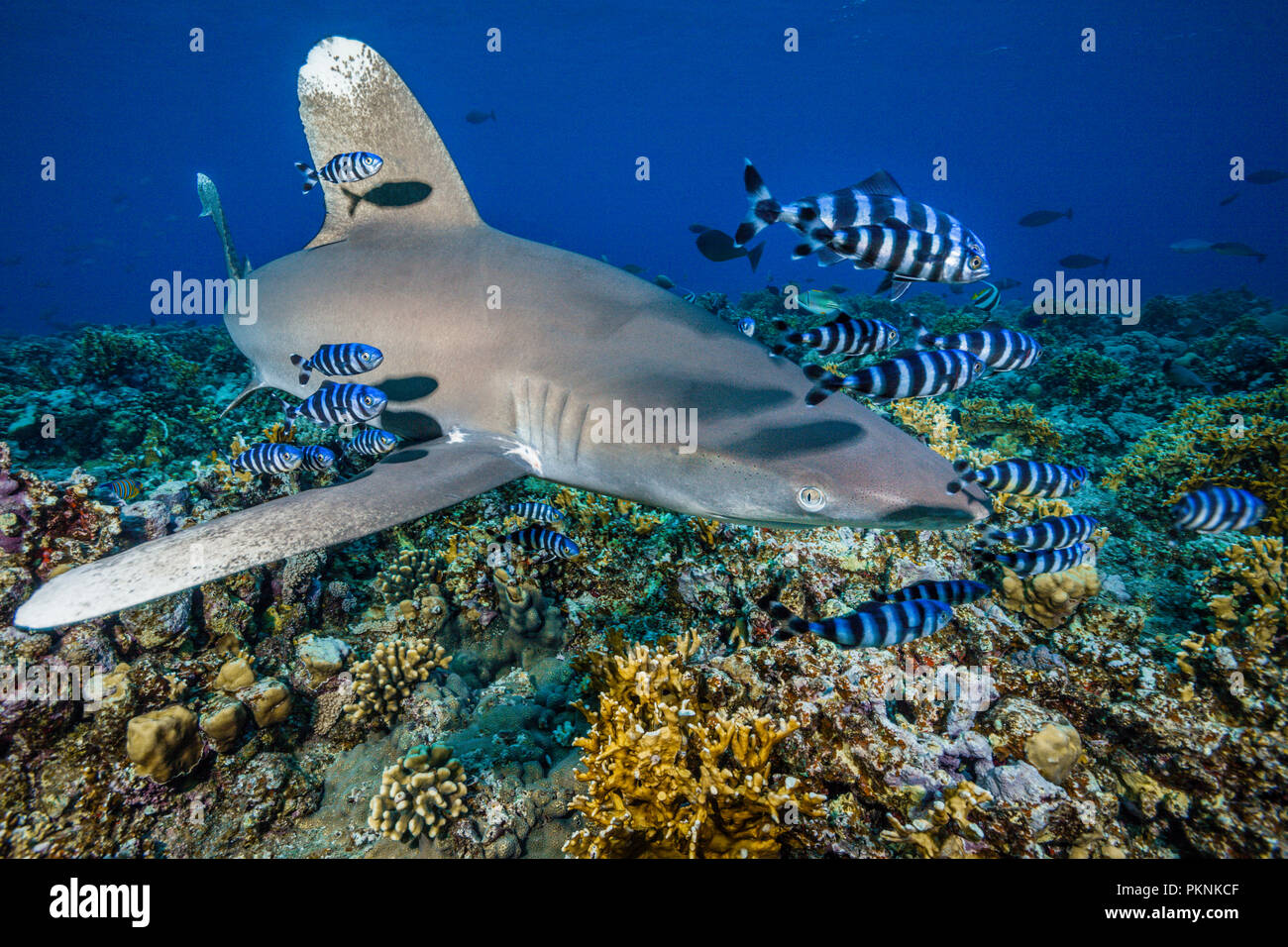 Lo squalo longimano, Carcharhinus longimanus, fratello isole, Mar Rosso, Egitto Foto Stock