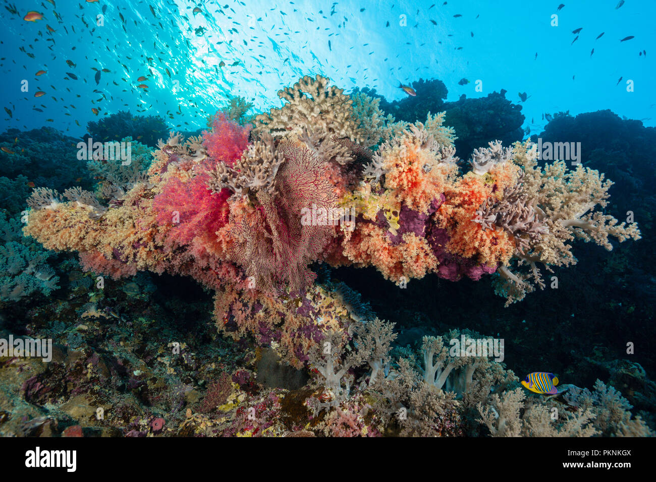 Ricche di specie della Barriera Corallina, fratello isole, Mar Rosso, Egitto Foto Stock