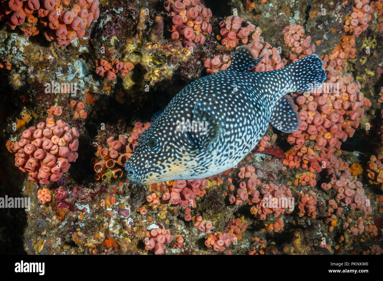 Le faraone Puffer, Arothron meleagris, La Paz, Baja California Sur, Messico Foto Stock