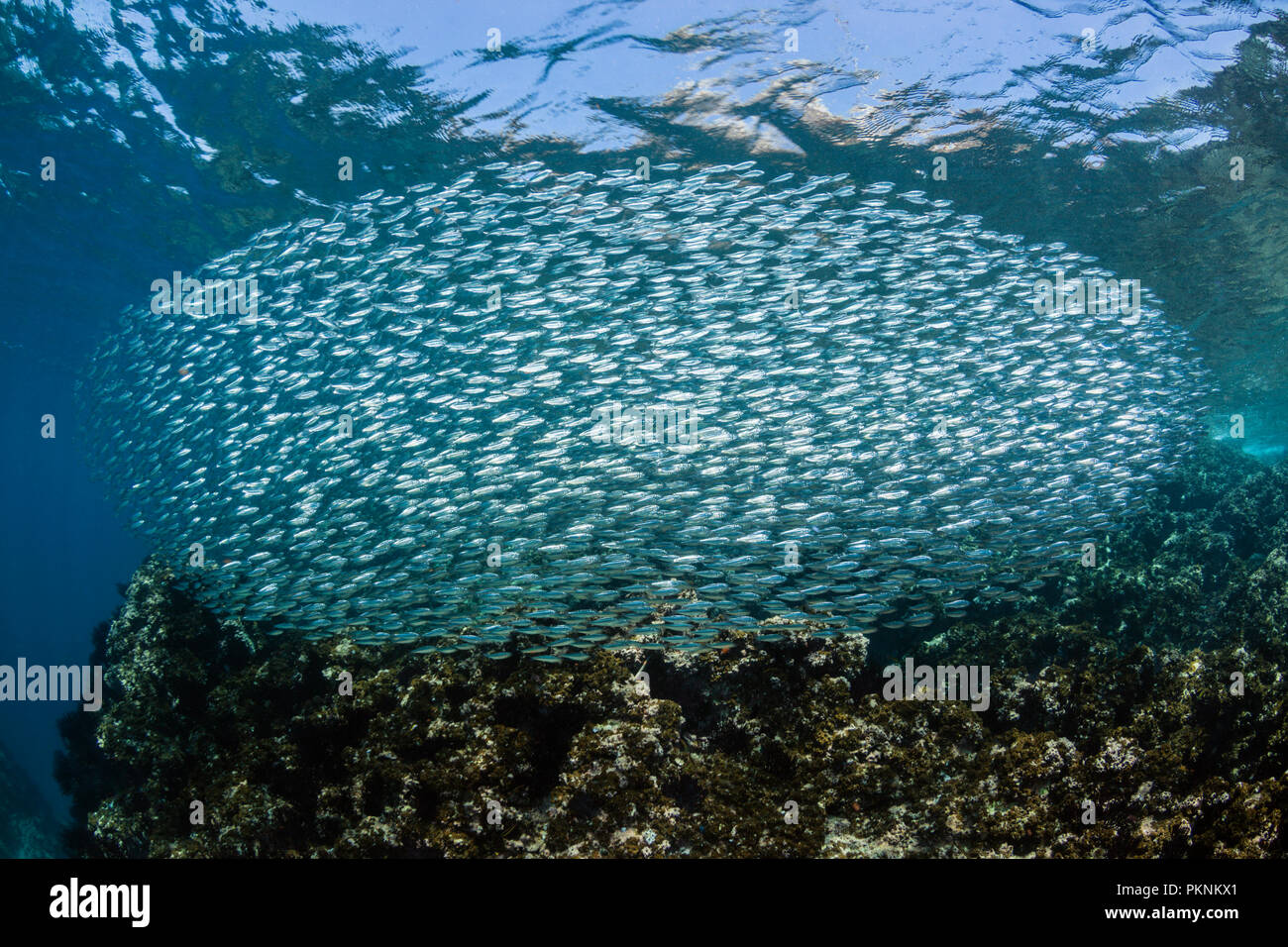 Secca di sardine, SARDINOPS SAGAX, La Paz, Baja California Sur, Messico Foto Stock