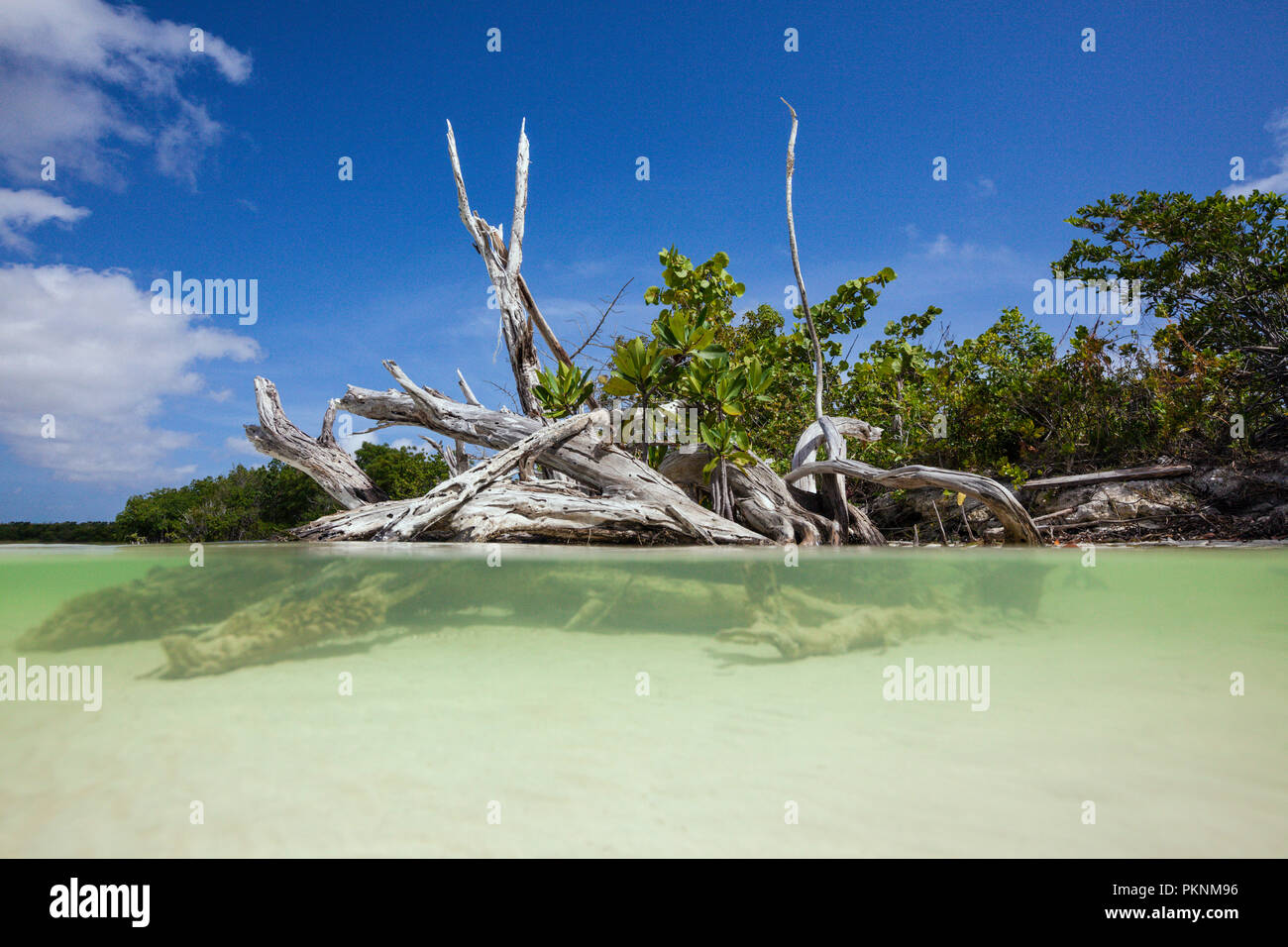Driftwood in laguna, Cancun Yucatan, Messico Foto Stock