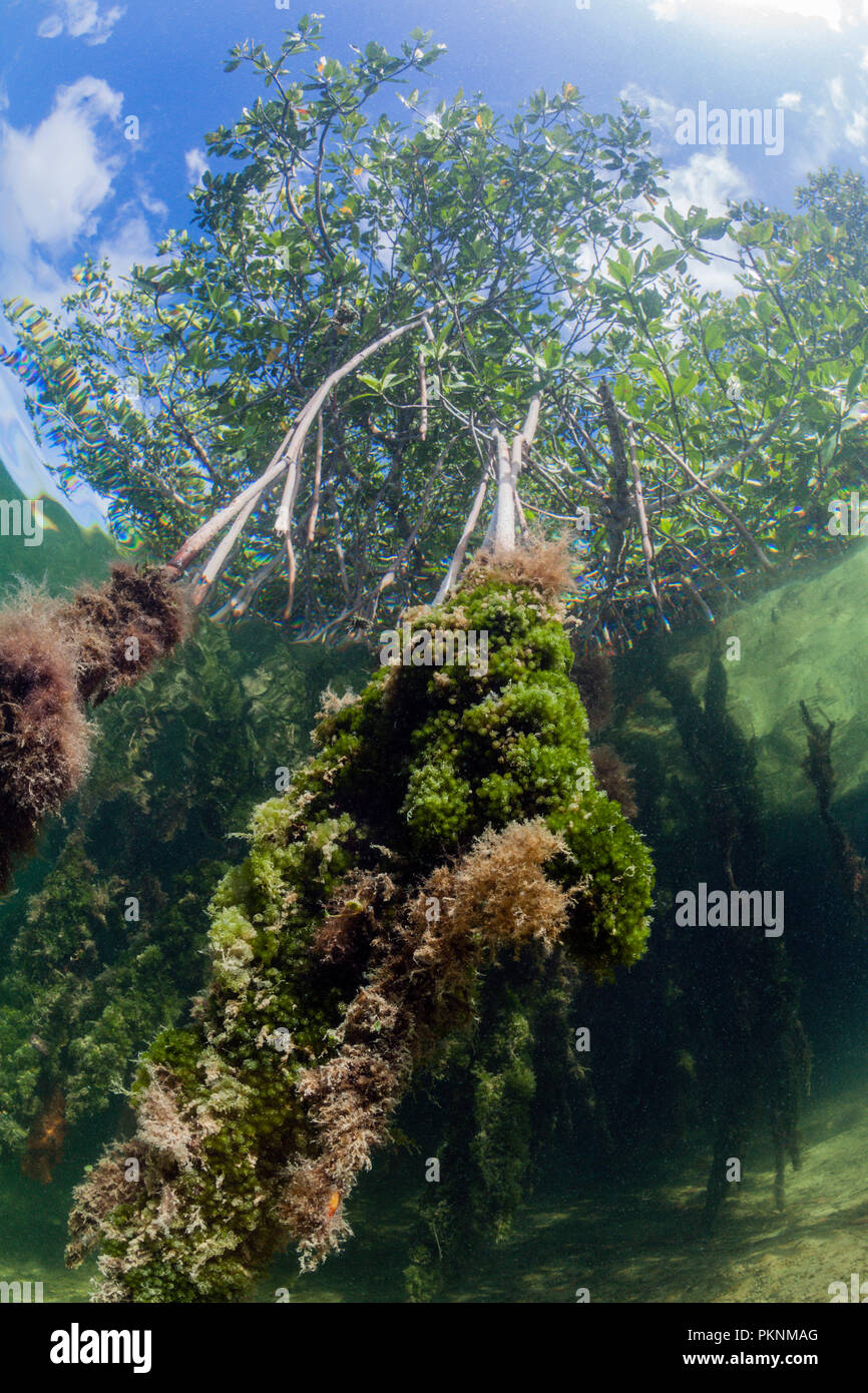 Antenna di radici di puntello di rosso le mangrovie Rhizophora, Cancun Yucatan, Messico Foto Stock