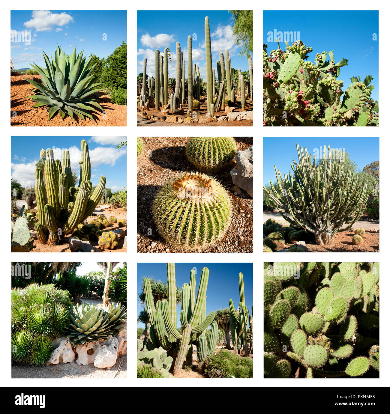 Collage di cactus in giardino a isola di Maiorca, isole Baleari, Spagna. Foto Stock