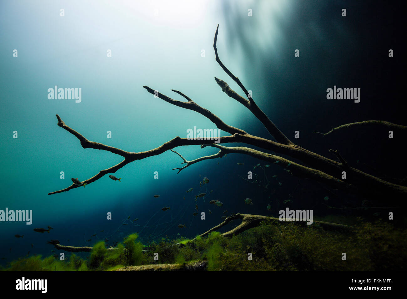 Diving in Car Wash Cenote Aktun Ha, Tulum, Yucatan, Messico Foto Stock