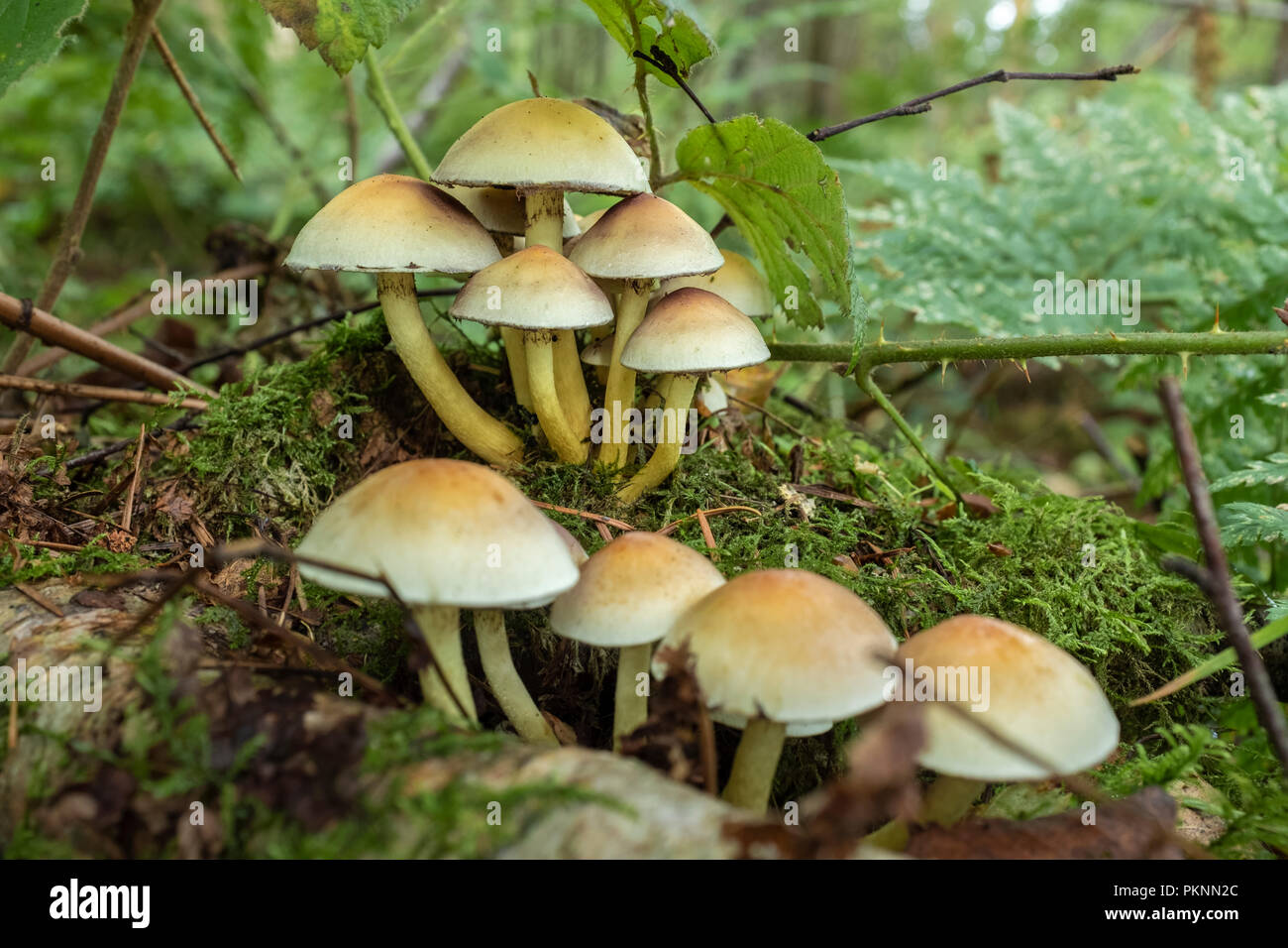 Ciuffo di zolfo fungo crescente selvatici in Galles. Foto Stock