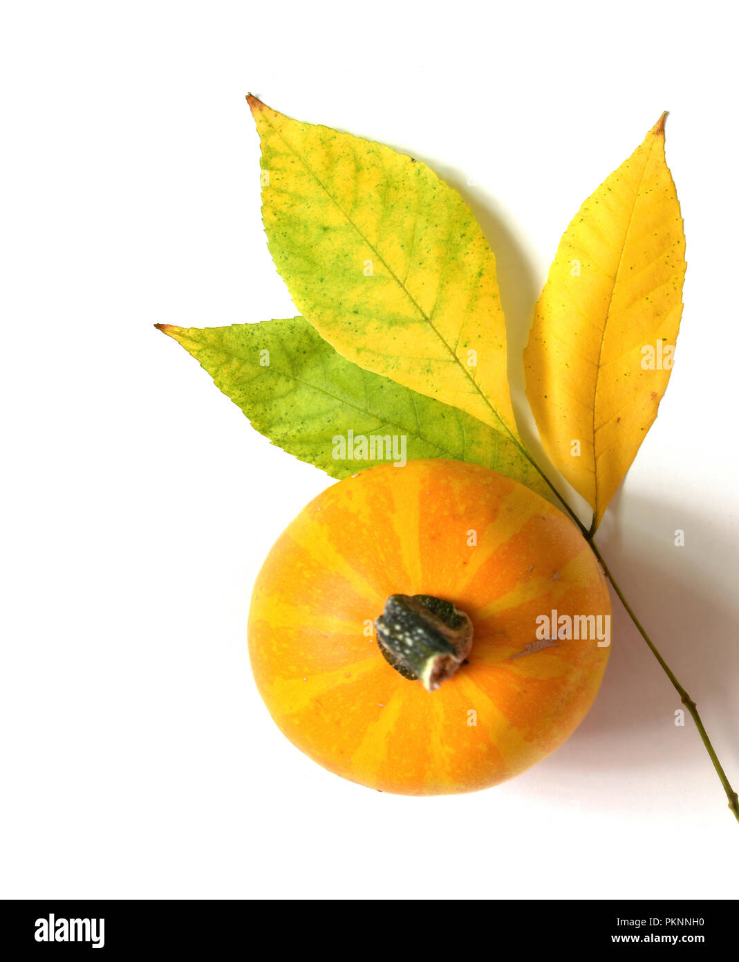 Foglie di autunno con zucca su sfondo bianco. Foto Stock