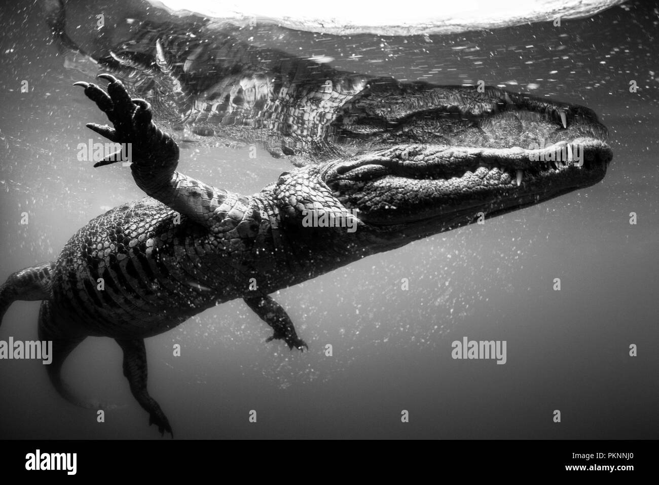 Morelet's Crocodile, Crocodylus moreletii, Cancun Yucatan, Messico Foto Stock