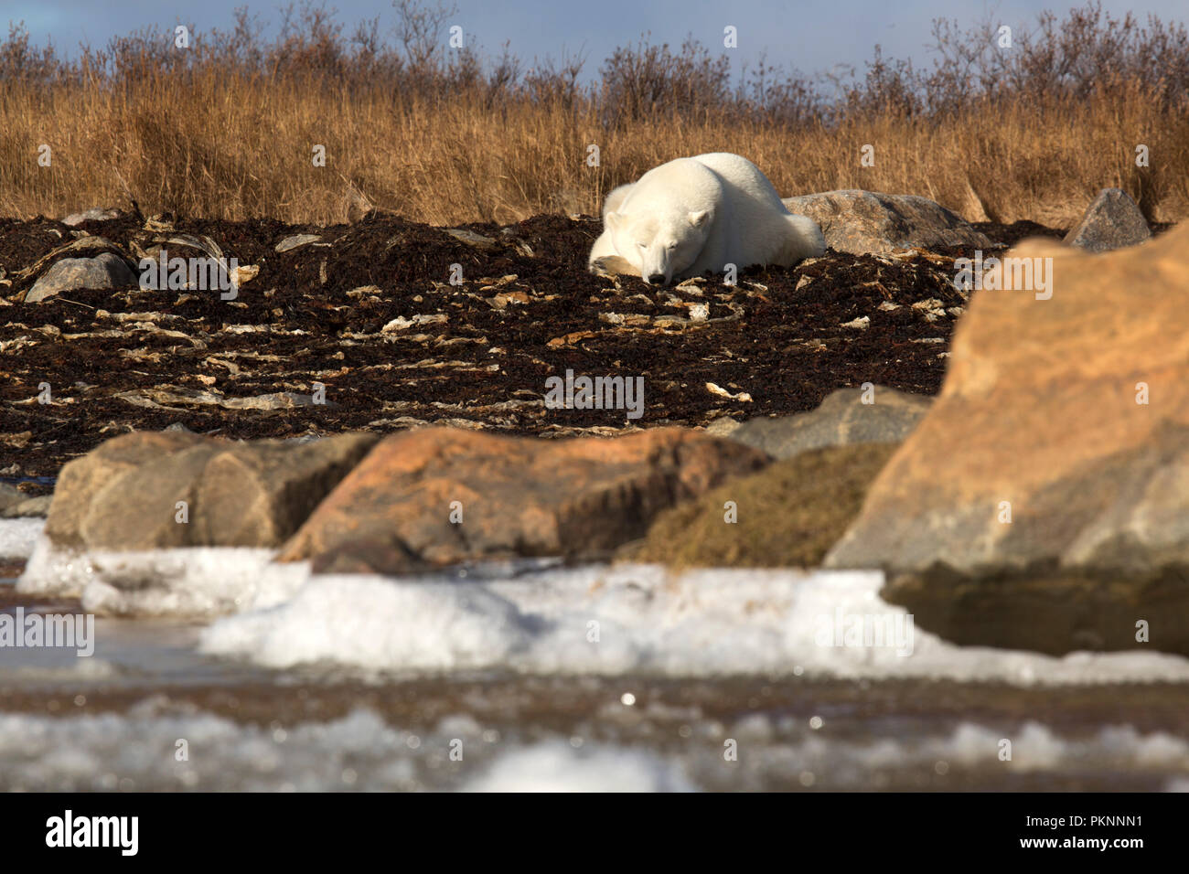 Un orso polare (Ursus maritimus) in erba lunga dalla Baia di Hudson in Manitoba, Canada. L'Orso si siede sul fuco che ha lavato sulla riva. Foto Stock