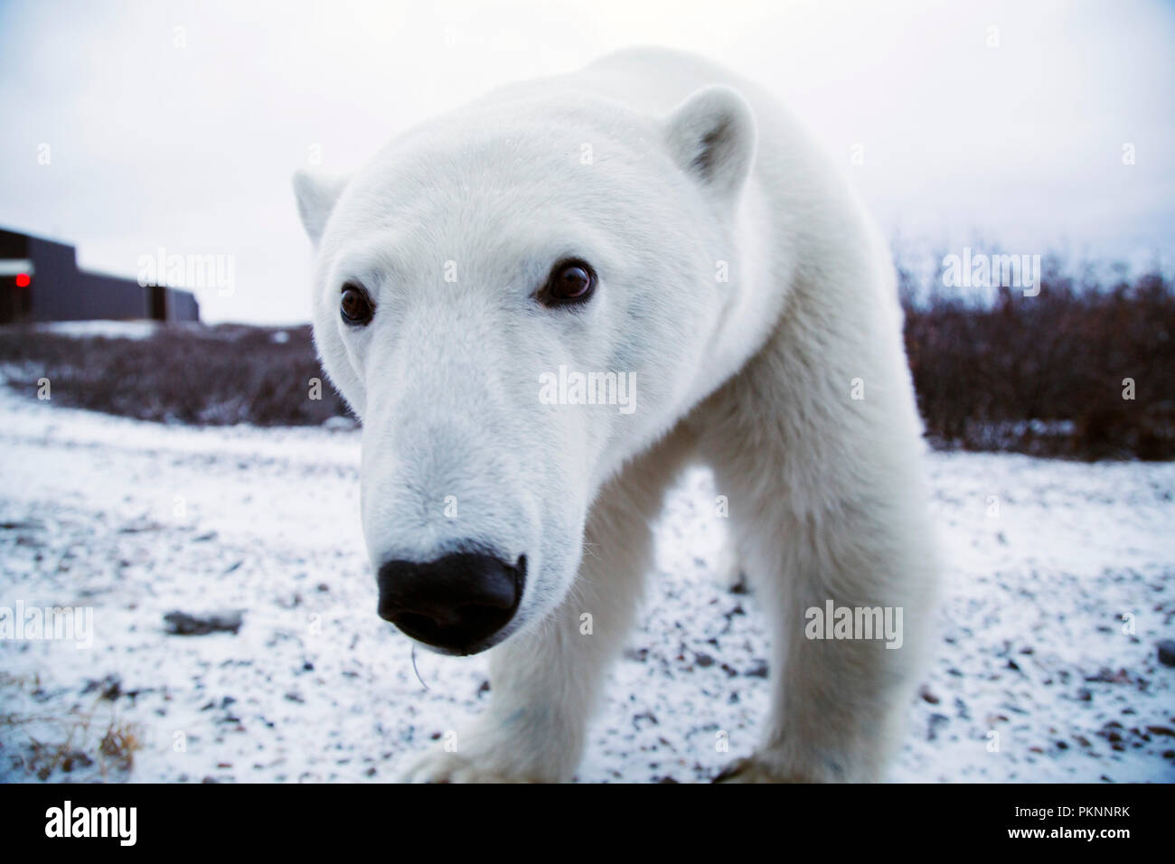 Femmina orso polare (Ursus maritimus) su terreno innevato dalla Baia di Hudson in Manitoba, Canada. Porta attendere dal litorale davanti al congelamento di ghiaccio. Foto Stock