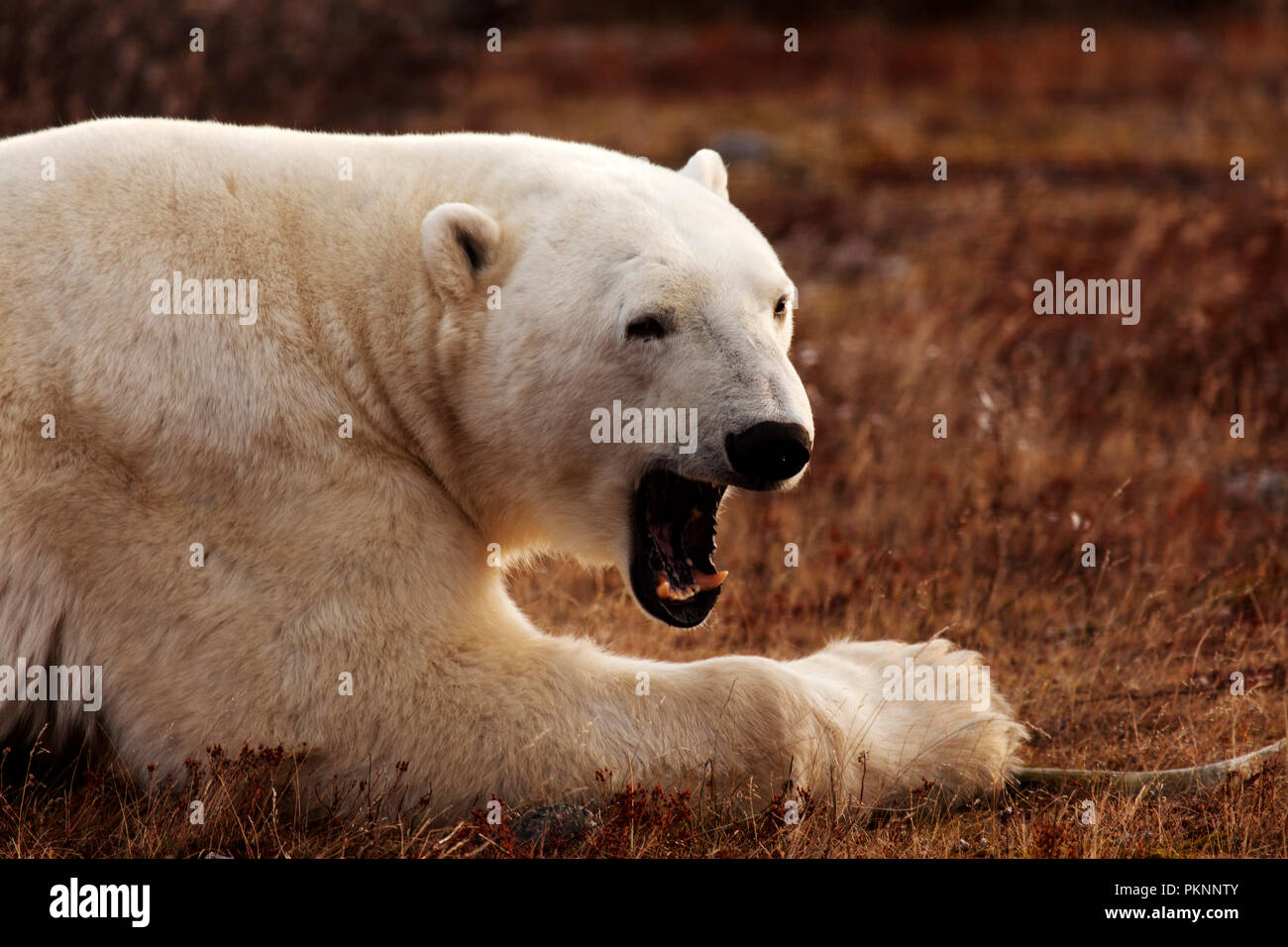 Orso polare (Ursus maritimus) a Manitoba, Canada. Foto Stock