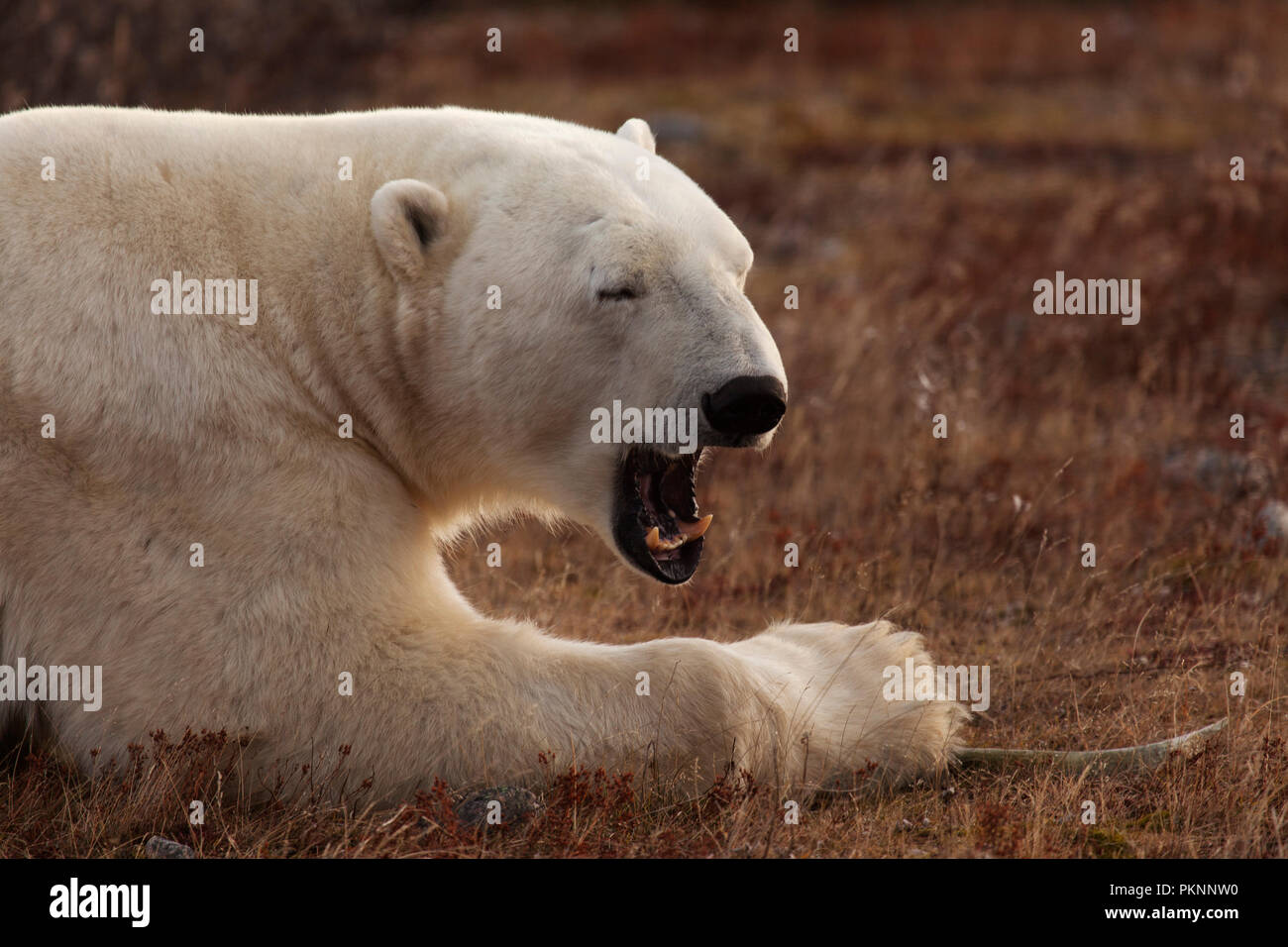 Orso polare (Ursus maritimus) a Manitoba, Canada. Foto Stock