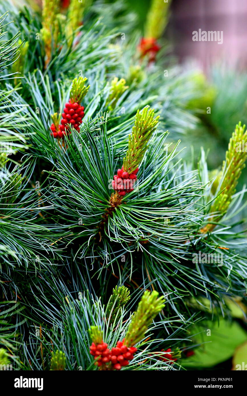 Verde albero di abete rosso con cono vicino. Pino coni con sfondo Foto Stock