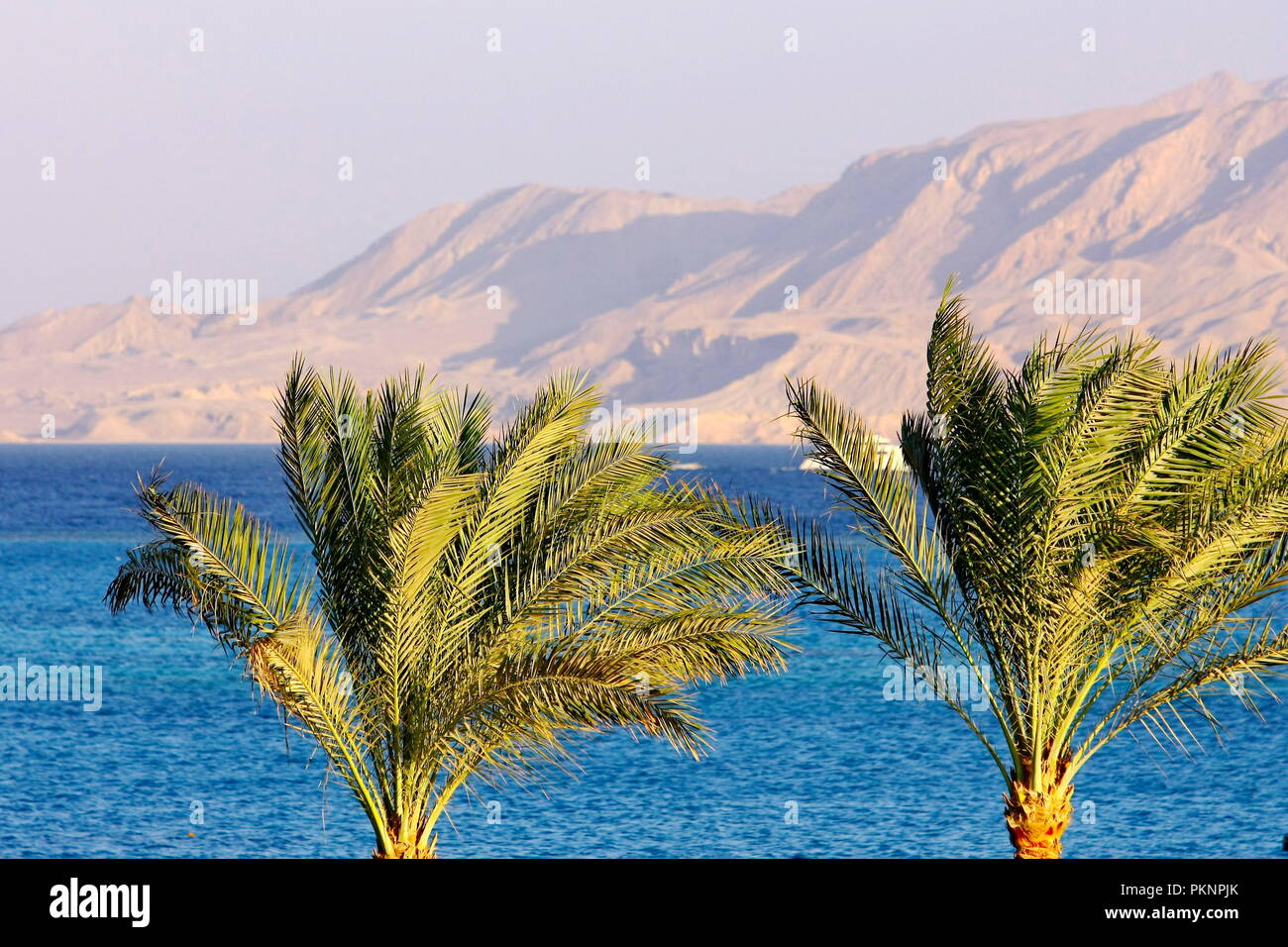 Gli alberi di palma, Mar Rosso e il monte sullo sfondo Foto Stock