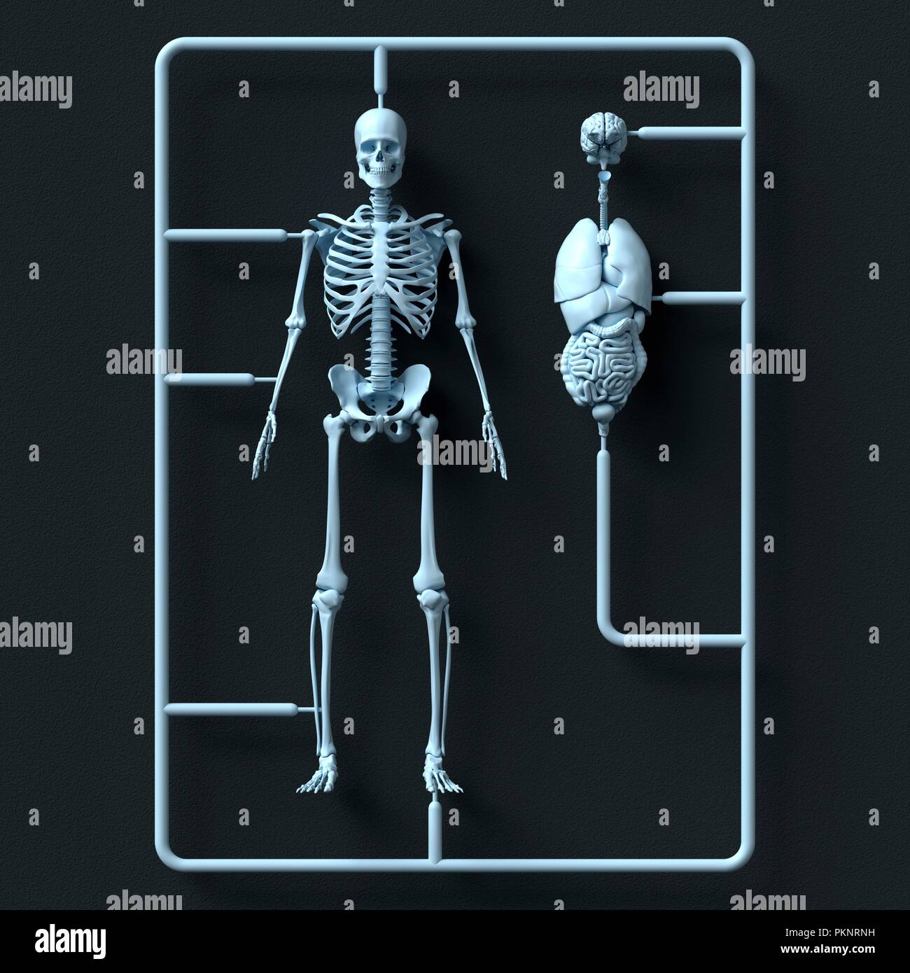Il modello dello scheletro e kit di organo, illustrazione. Foto Stock