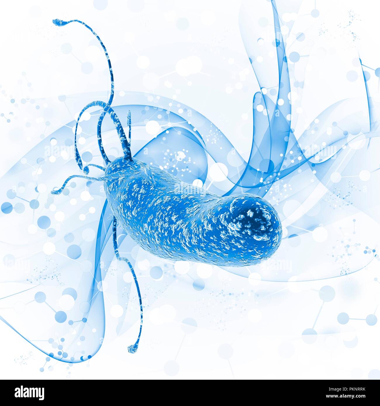 Helicobacter pylori, illustrazione. Foto Stock