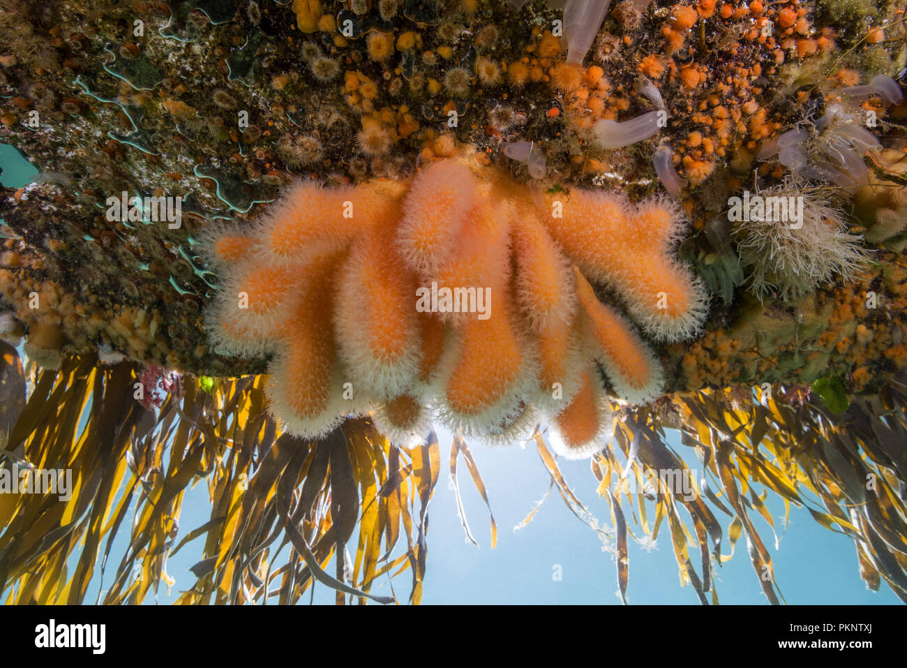 Giardini pensili di Aegir (AEgir) - dita Coral (Alcyonium digitatum) e clonali anemoni Plumose (senile Metridium) Foto Stock