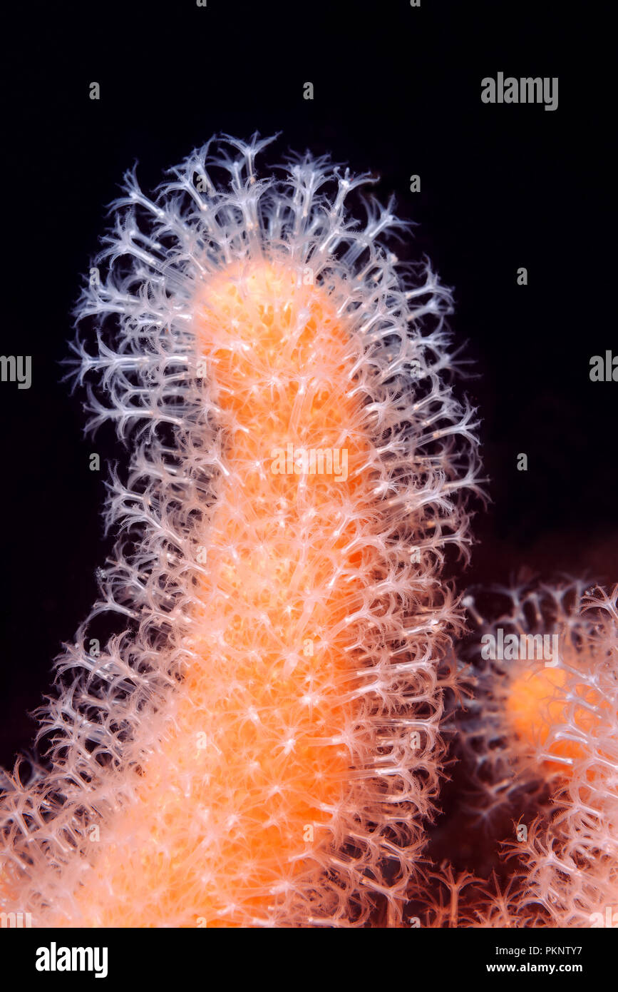 Close-up di polipi dita soft Coral, Dead Man le dita o la lampadina Tunicate (Alcyonium digitatum) Foto Stock