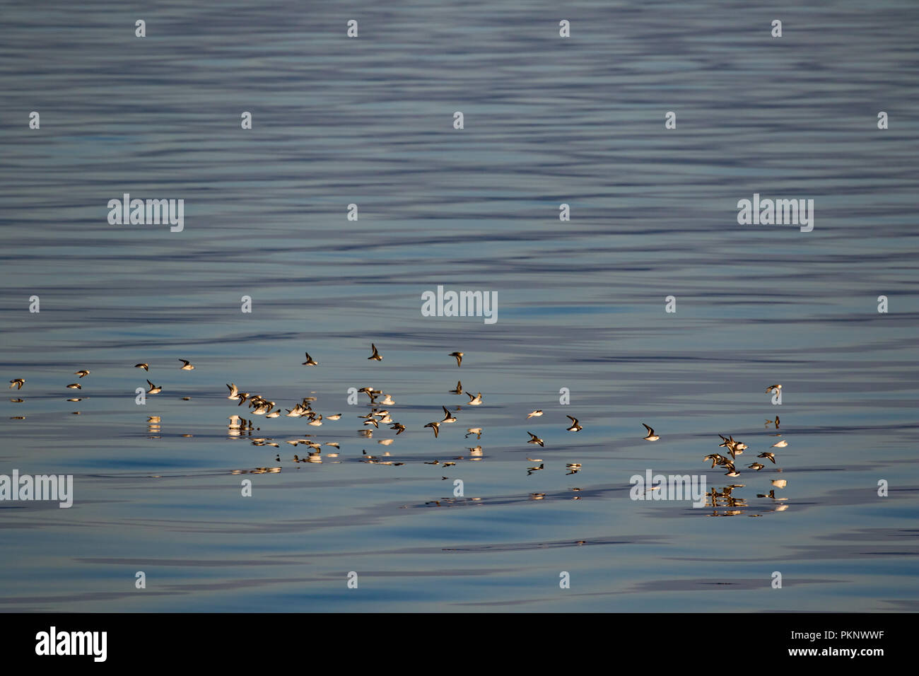 Un gregge di specie migratorie phalaropes volare lungo la splendida acqua nel passaggio interno del sud est Alaska Foto Stock