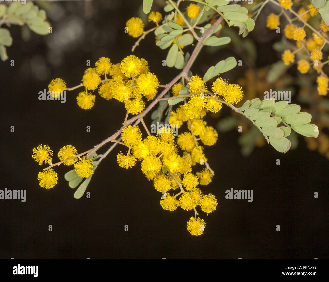 Fiori selvatici Australiano, cluster di giallo dorato Acacia / graticcio fiori e foglie verdi su sfondo scuro Foto Stock