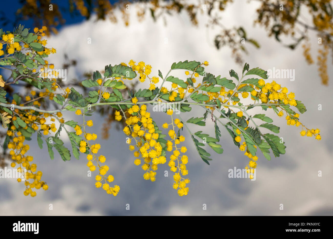 Fiori selvatici Australiano, cluster di giallo dorato Acacia / graticcio fiori e foglie verdi su sfondo del cielo in tempesta Foto Stock