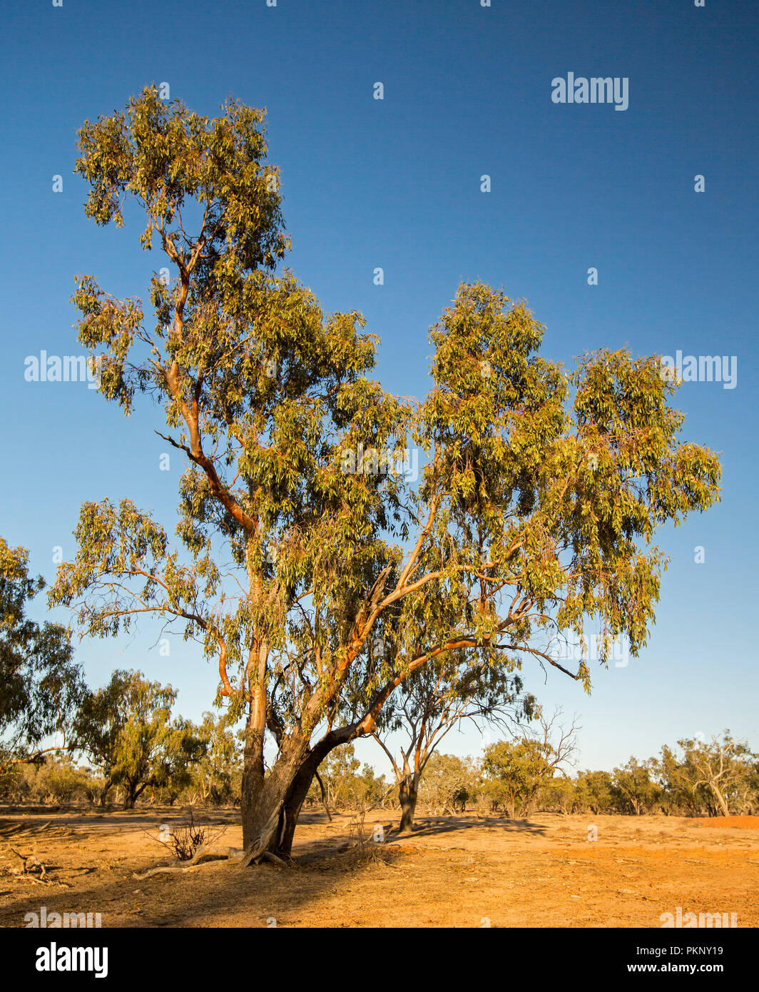 Nativi Australiani albero Yapunyah, eucalipto ochrophloia, contro il cielo blu in outback Queensland Foto Stock