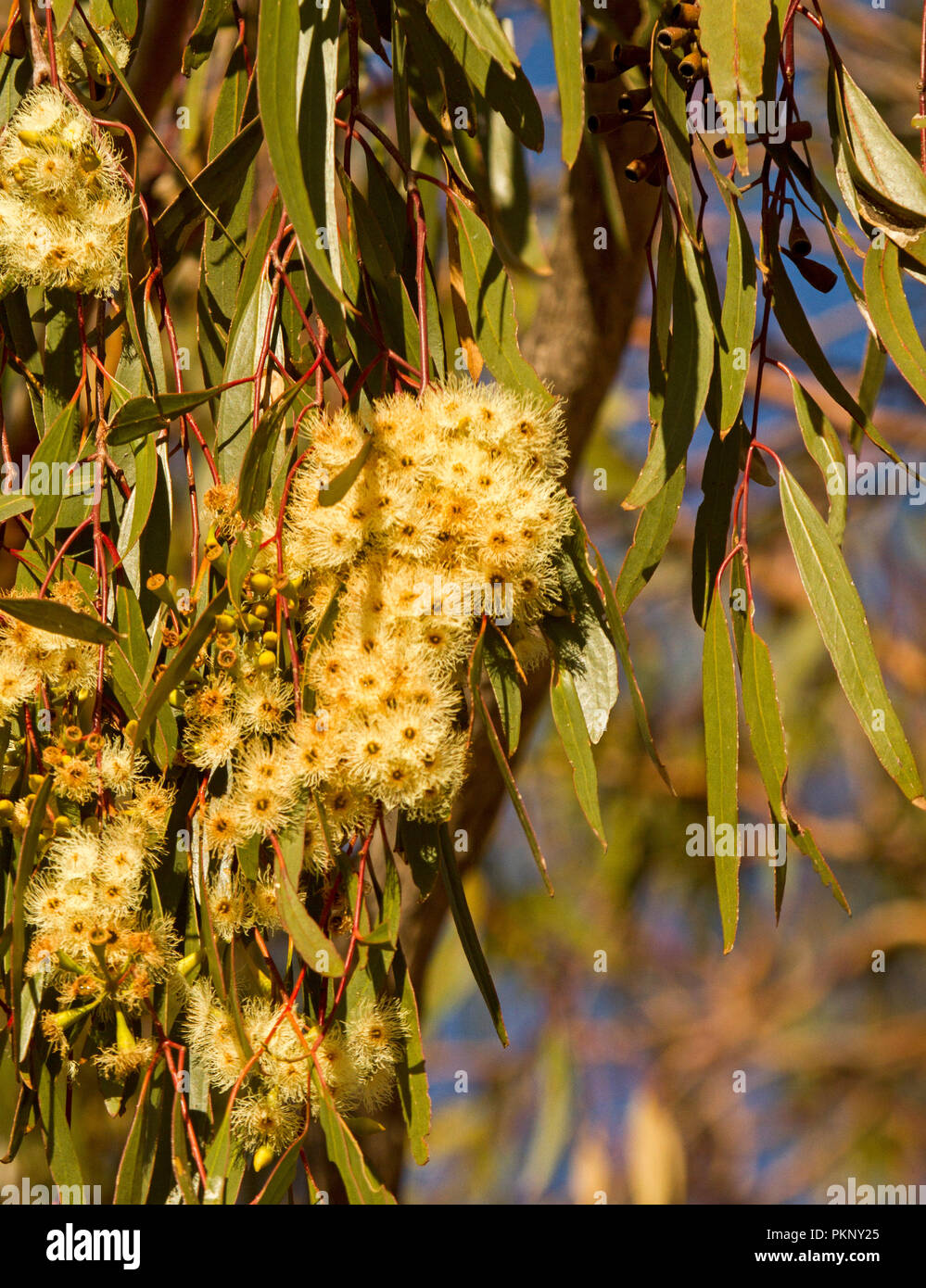 Cluster di cremosa di fiori di colore giallo e verde oliva foglie di albero Yapunyah, eucalipto ochrophloia, in outback Queensland Australia Foto Stock