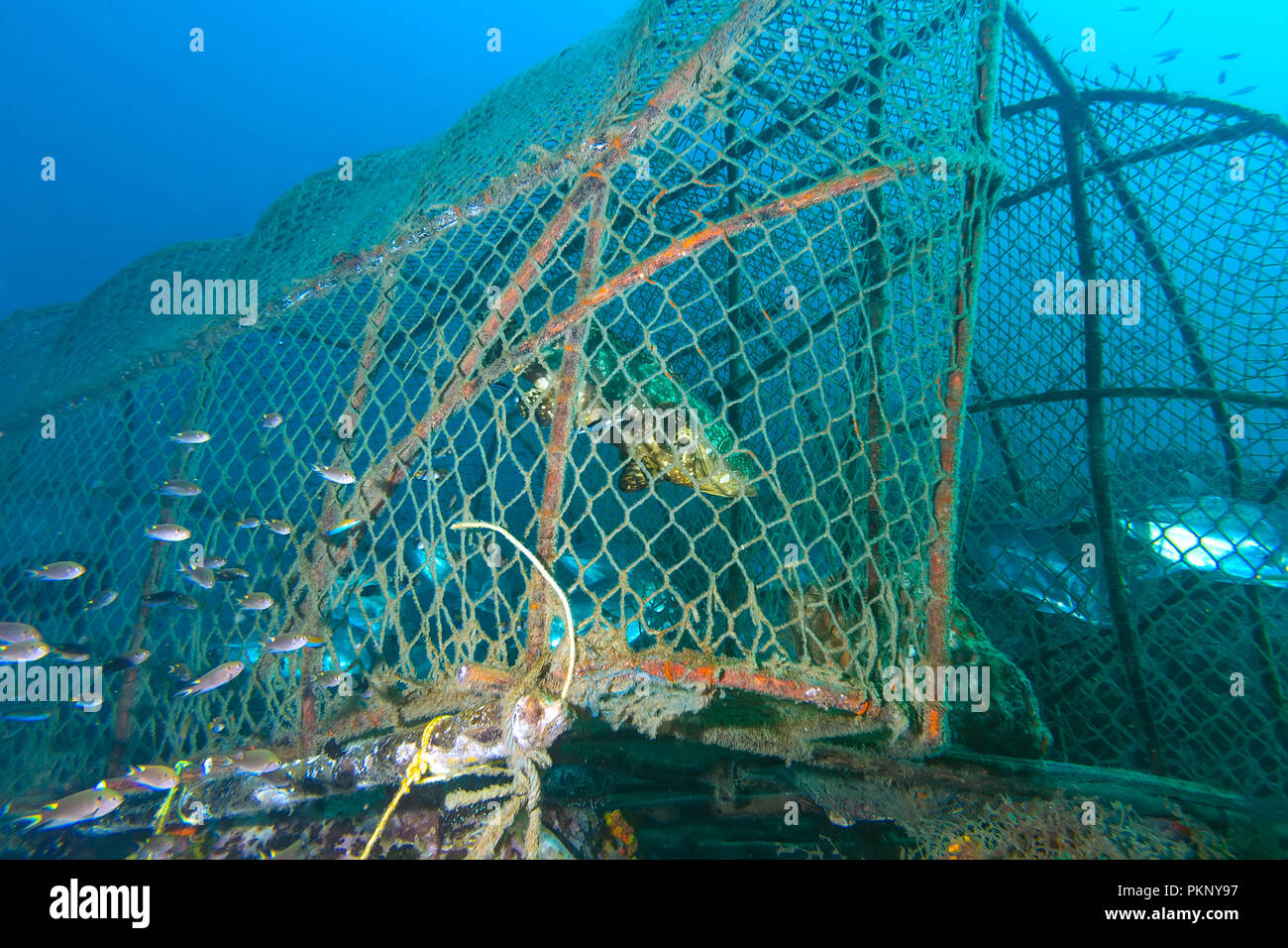 Il gruppo di pesci nella trappola di pesce Foto Stock