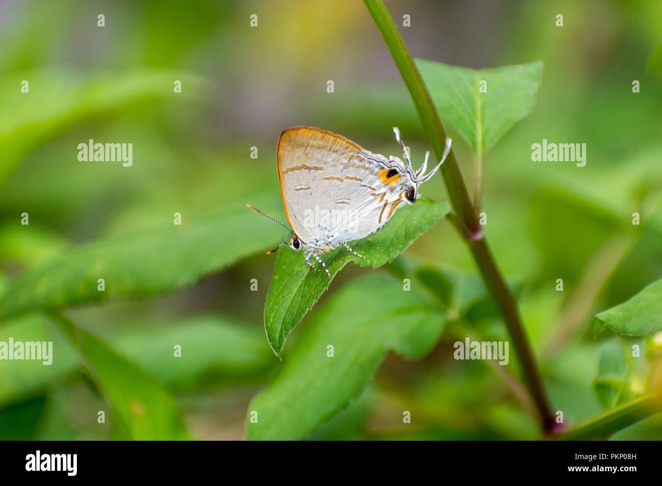 Farfalla sulla foglia verde Foto Stock