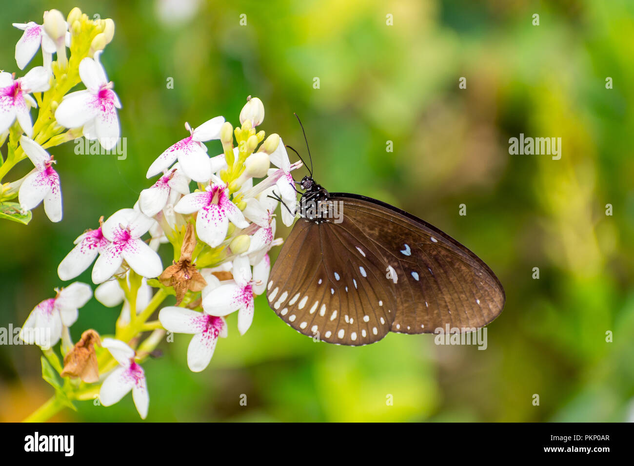 Farfalla sul fiore Foto Stock