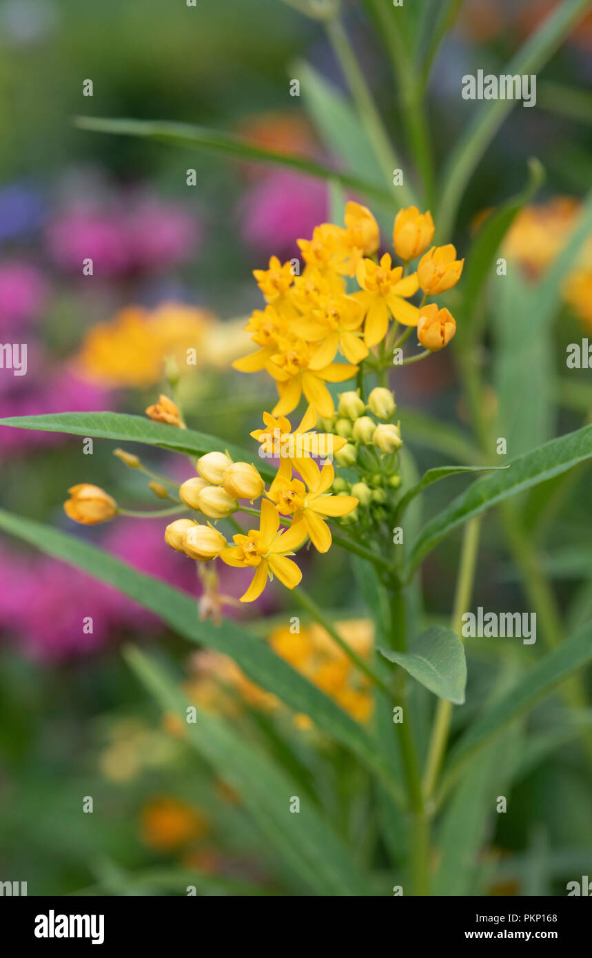 Asclepias curassavica 'Silky Oro'. Silky Milkweed Oro Foto Stock