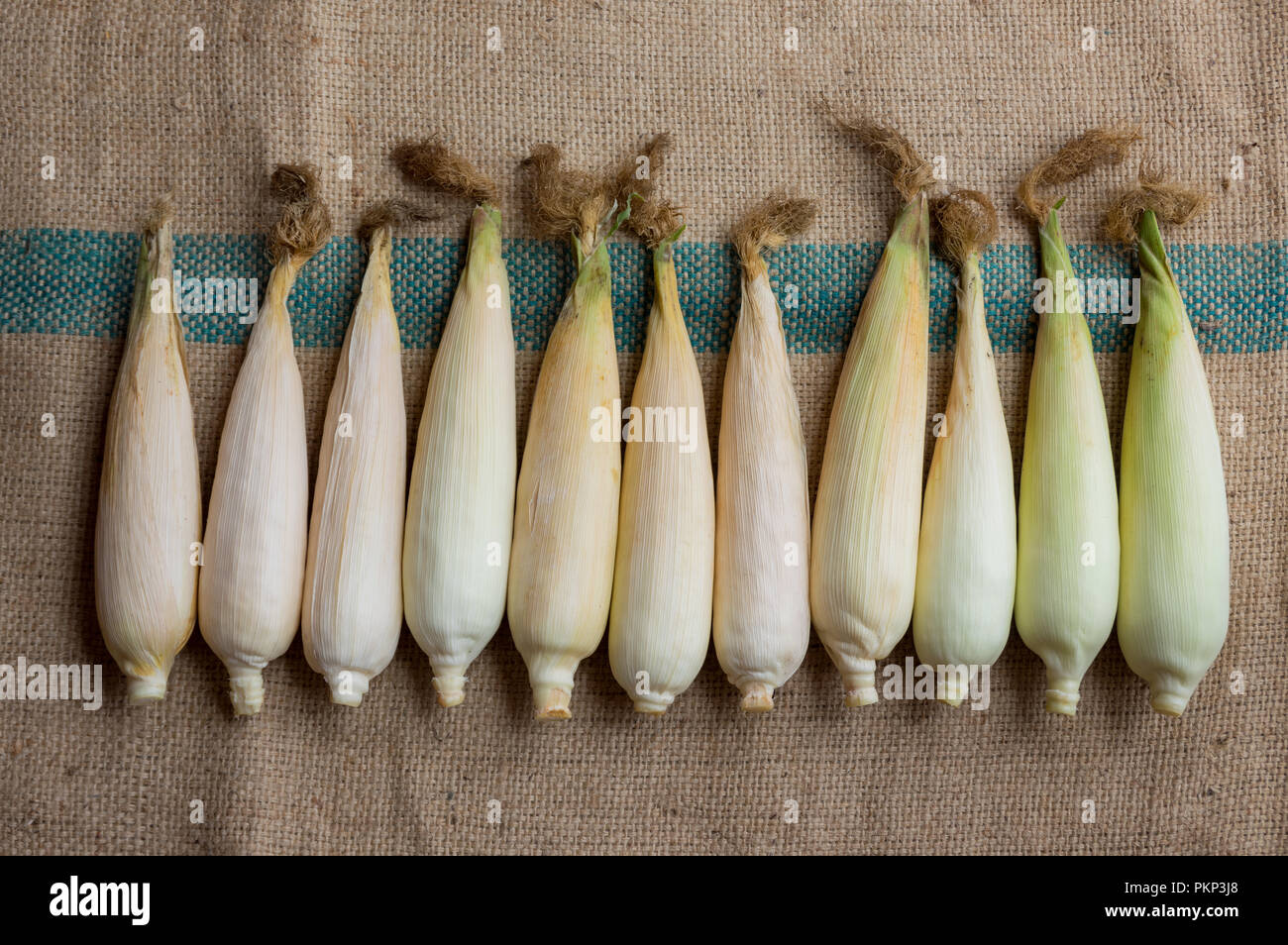 Mais indiano, orecchio di mais o granoturco farm, il verde fresco piante di mais sono in crescita, fiori, fagioli, frutta e prodotti di mais. Parte della produ agricoli Foto Stock