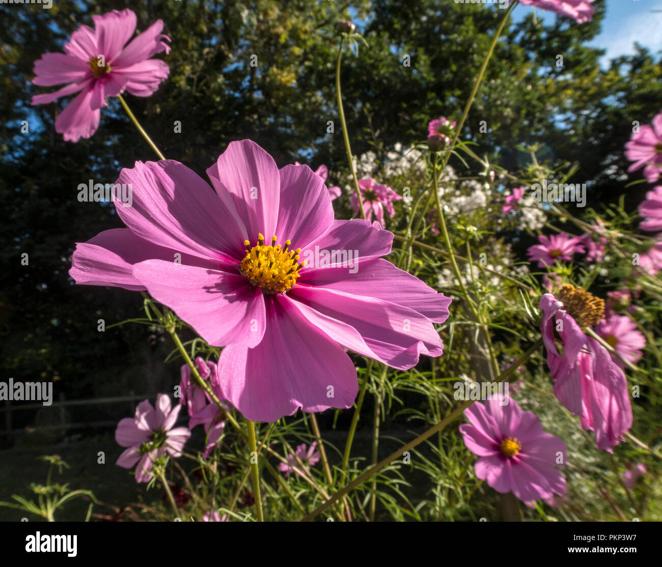 Cosmos fiori sotto il sole Foto Stock