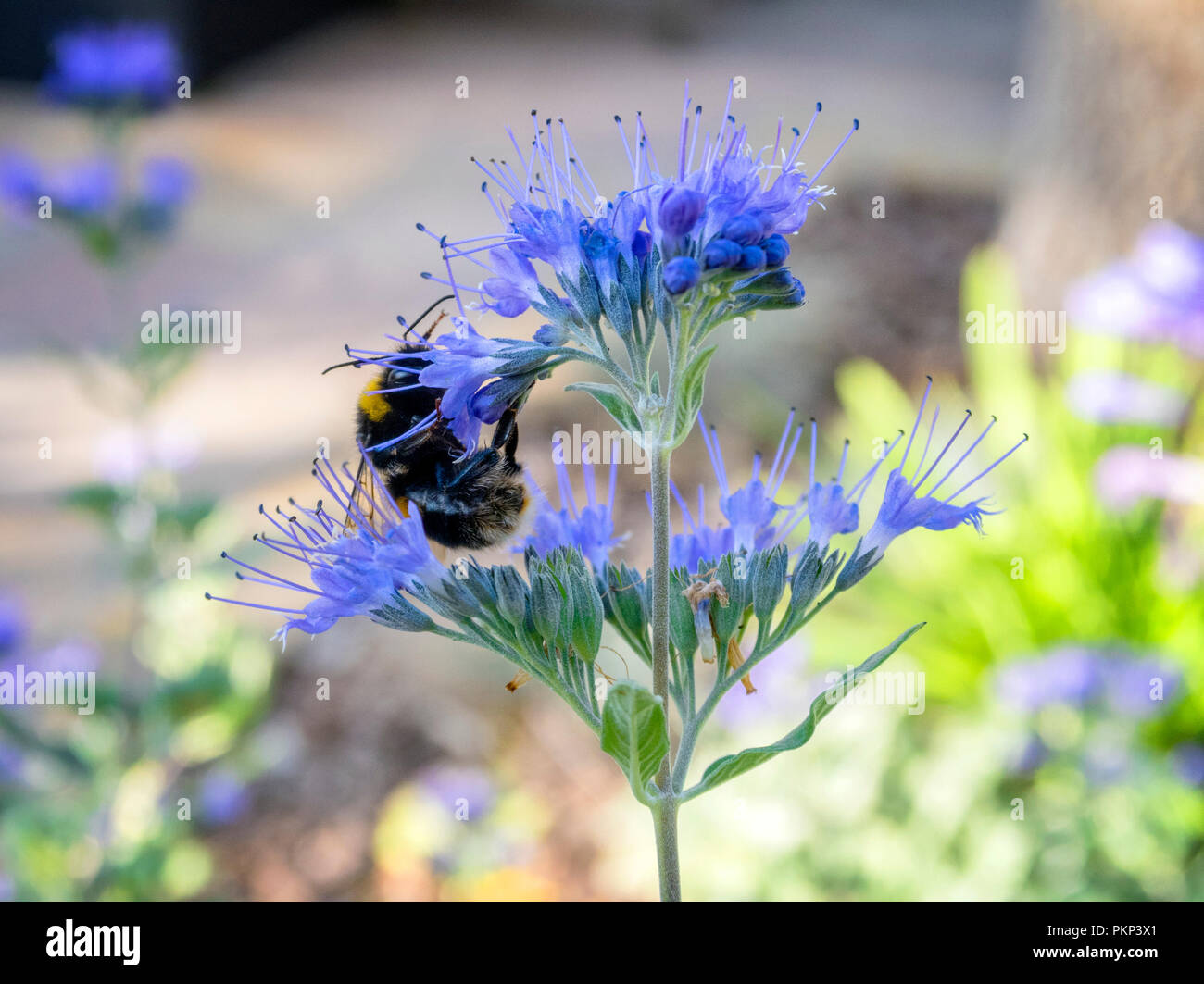 Le api sono attratte da Caryopteris x clandonensis celeste, un blu arbusto a fioritura nel mese di settembre. Foto Stock