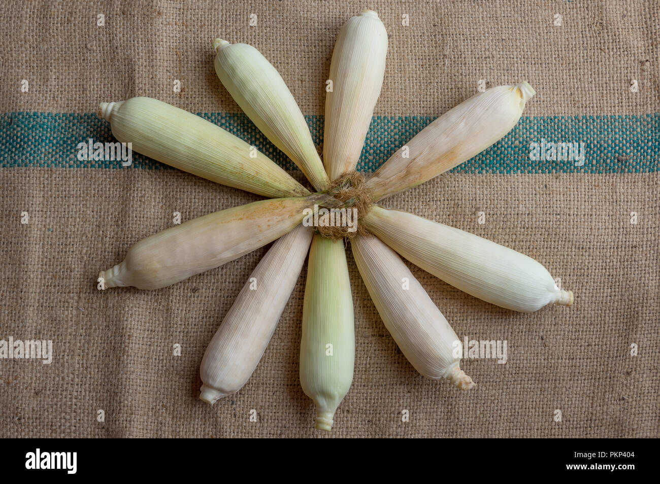 Mais indiano, orecchio di mais o granoturco farm, il verde fresco piante di mais sono in crescita, fiori, fagioli, frutta e prodotti di mais. Parte della produ agricoli Foto Stock