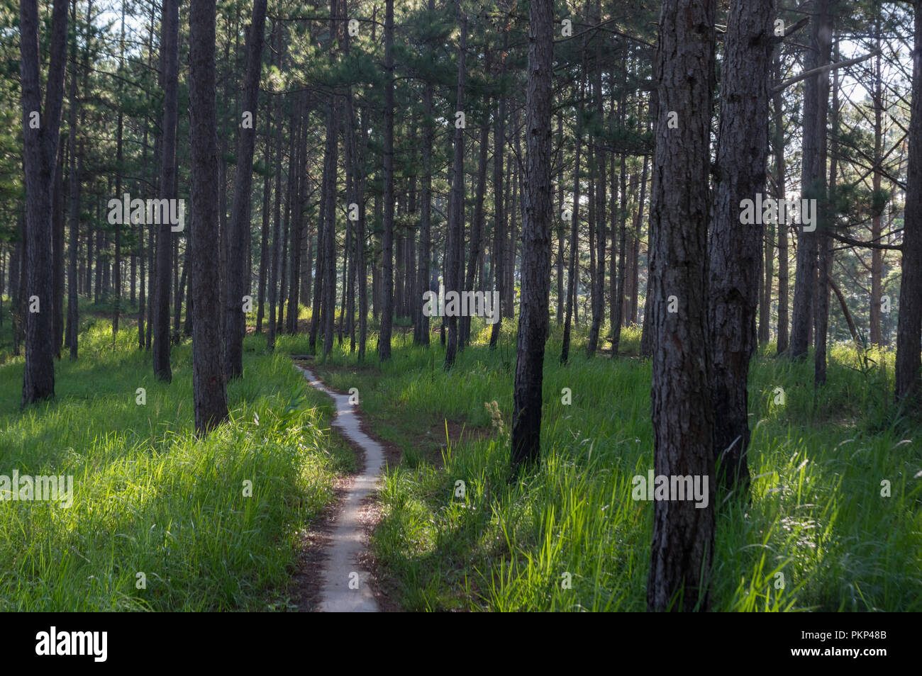 Sfondo con pineta e sentieri nella foresta al mattino. Bella del cielo blu e giallo sole, hanno un bel giorno Foto Stock