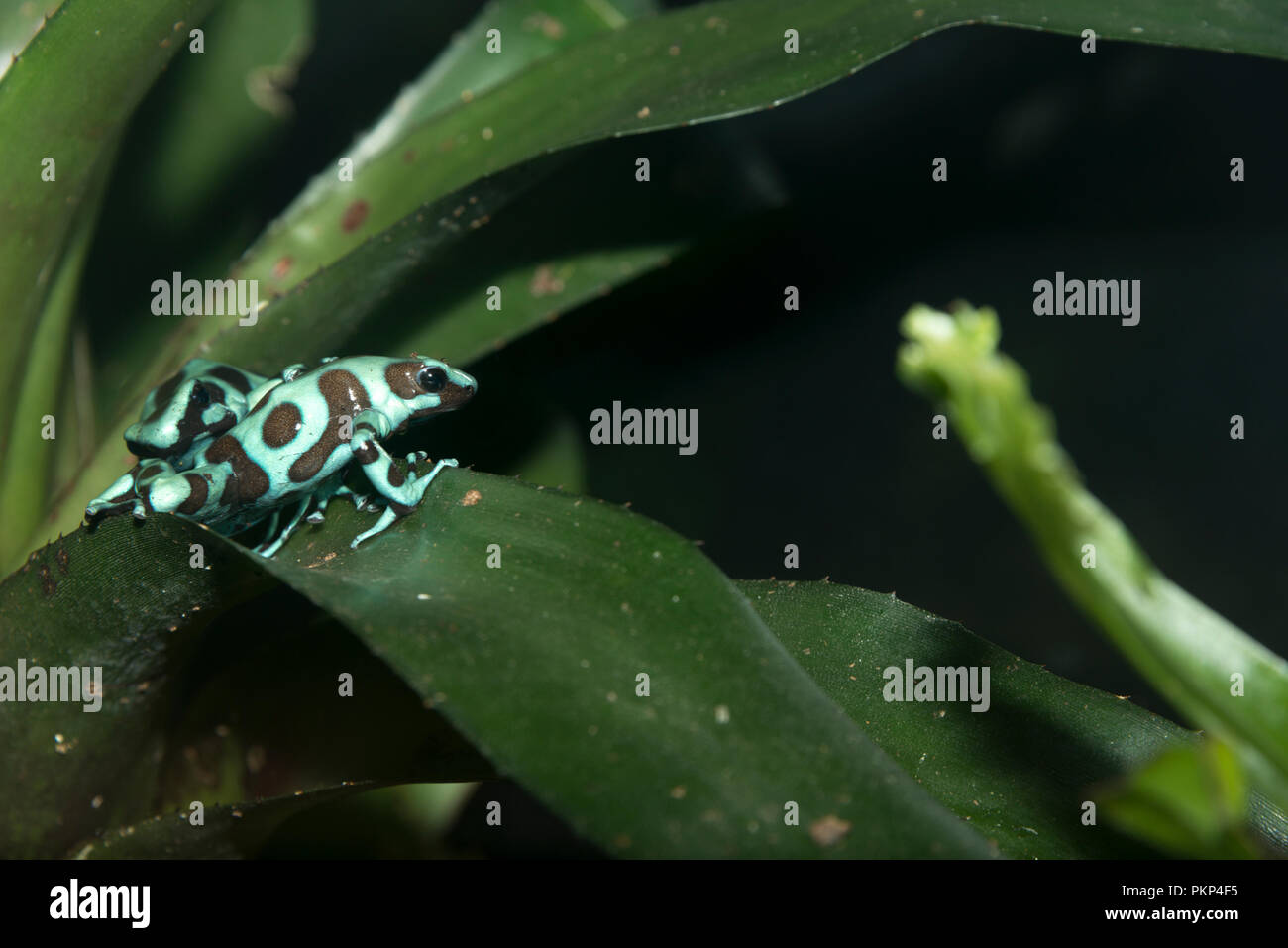 Verde-e-veleno nero rana Dart (Dendrobates auratus) Foto Stock