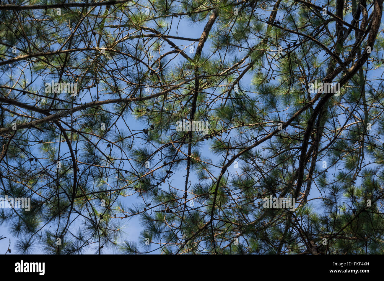 Sfondo con pineta e sentieri nella foresta al mattino. Bella del cielo blu e giallo sole, hanno un bel giorno Foto Stock
