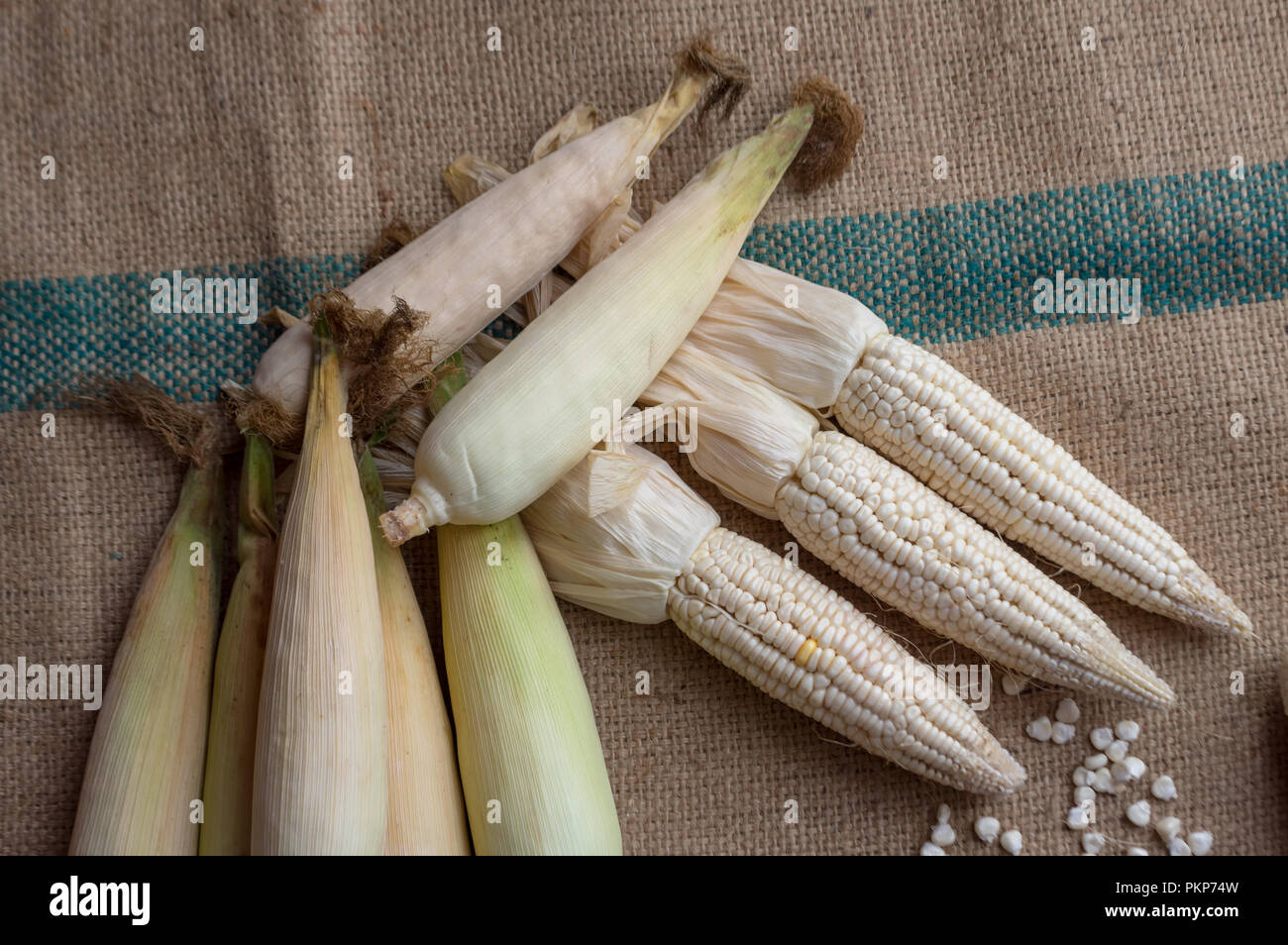 Mais indiano, orecchio di mais o granoturco farm, il verde fresco piante di mais sono in crescita, fiori, fagioli, frutta e prodotti di mais. Parte della produ agricoli Foto Stock