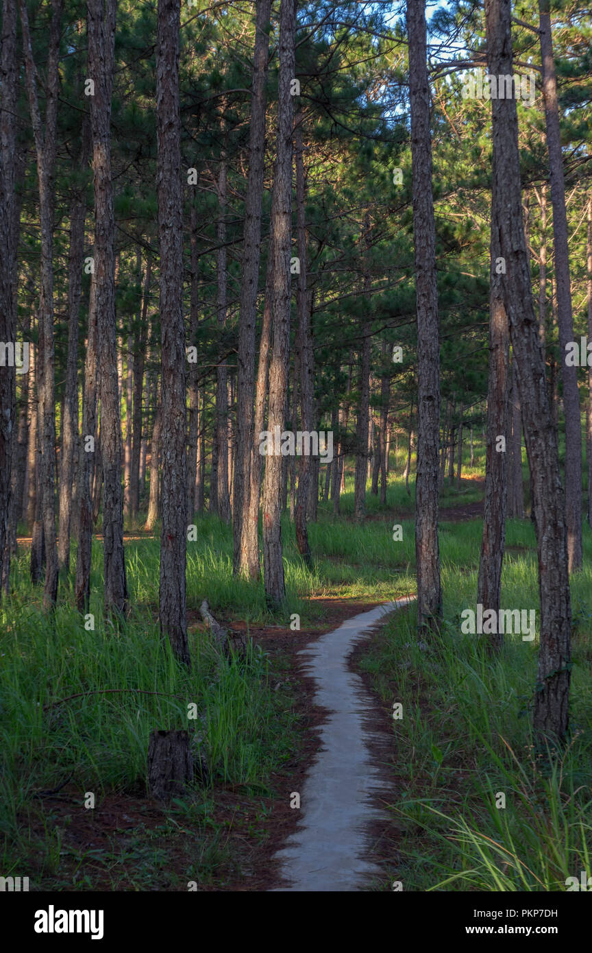 Sfondo con pineta e sentieri nella foresta al mattino. Bella del cielo blu e giallo sole, hanno un bel giorno Foto Stock